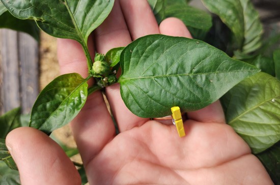 a hand holding a plant leaf with a yellow paper clib