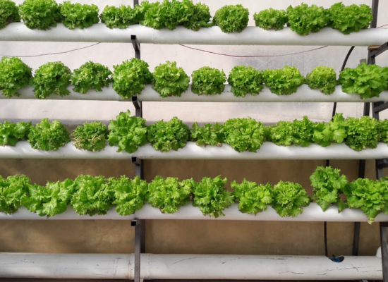 Hydroponic settup: four rows of pipes over each other; out of them are sticking out heads of lettuce